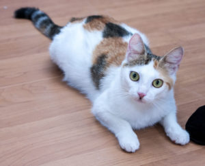 039 2017 Linda 2 Web 300x242