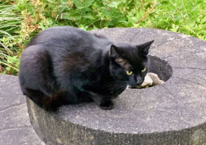 2017 09 18 Tinka Entlaufen 1 Web 300x212