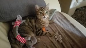 2020 10 01 Mietzie 300x169