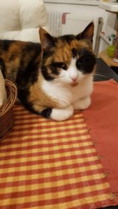 2020 11 28 Misu 02 169x300