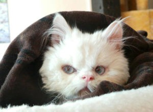 2013 06 01 Snow 300x219