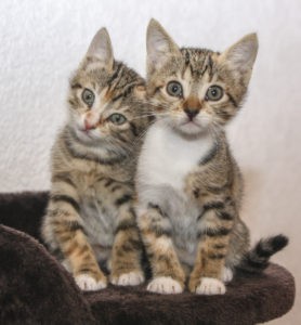 2013 10 31 Bömsken Cecilia Hellow 278x300