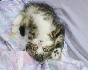 2014 08 07 LittleJoe 2 300x238