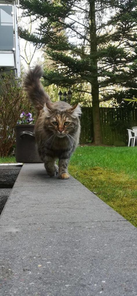 2020 11 03 Merida 02 473x1024