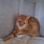 Home Melli02 150x150