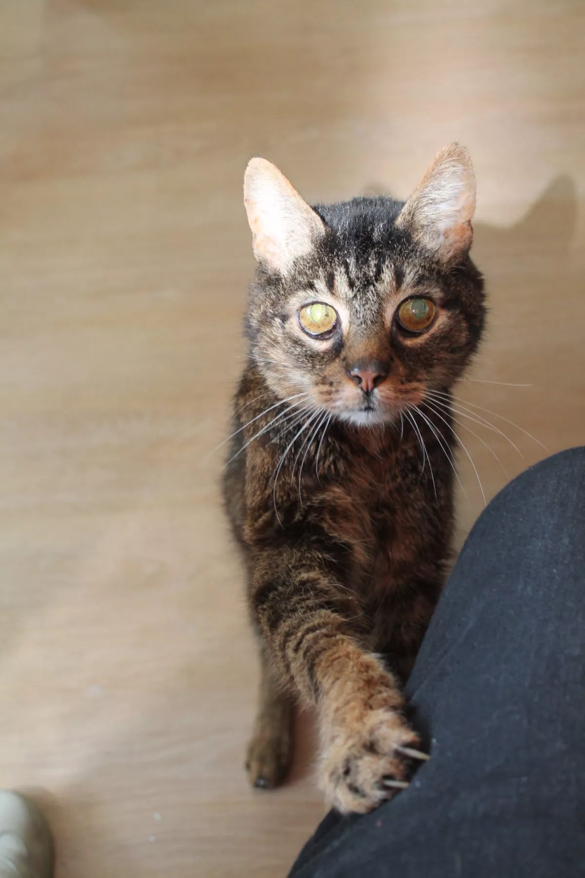 alter graugetigerter Kater mit trüben Augen