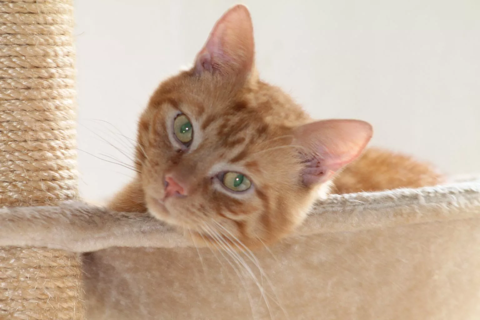 Hilfe im Katzenhaus roterkaterquer