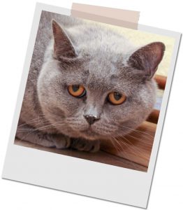 Kartäuserdame Ronja sieht sehr deprimiert aus