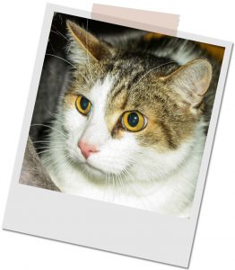 Simon weiß-grau-getigerter Kater