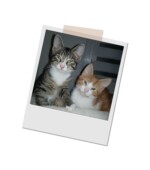 ein grau-weisser und ein rot-weisser Kater