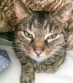 2018-04-11 Katze Svg+xml,%3Csvg%20xmlns%3D%22http%3A%2F%2Fwww.w3