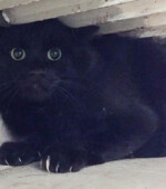 Kater Mikesch Svg+xml,%3Csvg%20xmlns%3D%22http%3A%2F%2Fwww.w3