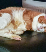 Rocky Svg+xml,%3Csvg%20xmlns%3D%22http%3A%2F%2Fwww.w3