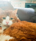 Rocky Svg+xml,%3Csvg%20xmlns%3D%22http%3A%2F%2Fwww.w3