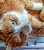 Rocky Svg+xml,%3Csvg%20xmlns%3D%22http%3A%2F%2Fwww.w3