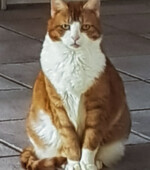 Kater Rocky Svg+xml,%3Csvg%20xmlns%3D%22http%3A%2F%2Fwww.w3