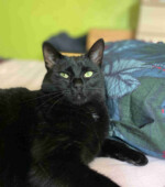 Kater Ty Svg+xml,%3Csvg%20xmlns%3D%22http%3A%2F%2Fwww.w3