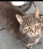 22.08.2020, Kater Svg+xml,%3Csvg%20xmlns%3D%22http%3A%2F%2Fwww.w3