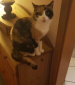 Misu Svg+xml,%3Csvg%20xmlns%3D%22http%3A%2F%2Fwww.w3