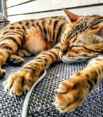 Lambo Svg+xml,%3Csvg%20xmlns%3D%22http%3A%2F%2Fwww.w3