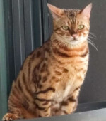 Lambo Svg+xml,%3Csvg%20xmlns%3D%22http%3A%2F%2Fwww.w3