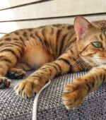 Lambo Svg+xml,%3Csvg%20xmlns%3D%22http%3A%2F%2Fwww.w3