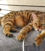 Lambo Svg+xml,%3Csvg%20xmlns%3D%22http%3A%2F%2Fwww.w3