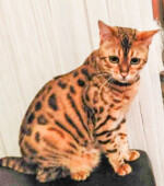 Lambo Svg+xml,%3Csvg%20xmlns%3D%22http%3A%2F%2Fwww.w3