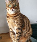 Lambo Svg+xml,%3Csvg%20xmlns%3D%22http%3A%2F%2Fwww.w3