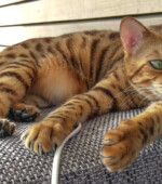 Lambo Svg+xml,%3Csvg%20xmlns%3D%22http%3A%2F%2Fwww.w3