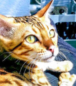 Lambo Svg+xml,%3Csvg%20xmlns%3D%22http%3A%2F%2Fwww.w3