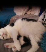 Kater Motti Svg+xml,%3Csvg%20xmlns%3D%22http%3A%2F%2Fwww.w3