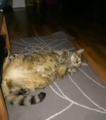 Lana (Dicke) Svg+xml,%3Csvg%20xmlns%3D%22http%3A%2F%2Fwww.w3