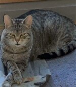 Katze Lana Svg+xml,%3Csvg%20xmlns%3D%22http%3A%2F%2Fwww.w3