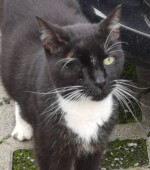 04.10.2020 Katze? Svg+xml,%3Csvg%20xmlns%3D%22http%3A%2F%2Fwww.w3