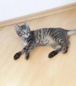 Gatito Svg+xml,%3Csvg%20xmlns%3D%22http%3A%2F%2Fwww.w3