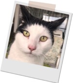 schwarz-weißer Kater mit grünen Augen