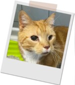 rot-weißer alter Kater mit bernsteinfarbenen Augen