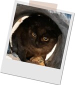 der schwarze Kater Baghira