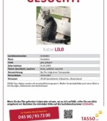 Lilo die graue Tigerkatze Lilo ist entlaufen