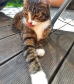 Kater Simba Svg+xml,%3Csvg%20xmlns%3D%22http%3A%2F%2Fwww.w3