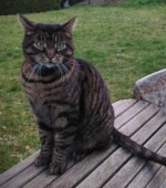 Kater Jake Tigerkater Jake ist in Sprockhövel entlaufen