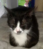 Minka Die schwarz-weiße Minka wird in Sprockhövel vermisst.