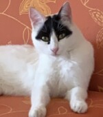 Batman Svg+xml,%3Csvg%20xmlns%3D%22http%3A%2F%2Fwww.w3