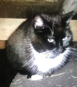 Paul Svg+xml,%3Csvg%20xmlns%3D%22http%3A%2F%2Fwww.w3