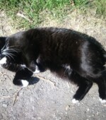 Paul Svg+xml,%3Csvg%20xmlns%3D%22http%3A%2F%2Fwww.w3