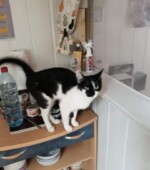 Missie Die schwarz-weiße Katze Missie wird vermisst