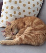 Kater Garfield Svg+xml,%3Csvg%20xmlns%3D%22http%3A%2F%2Fwww.w3