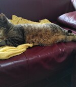 Bene Svg+xml,%3Csvg%20xmlns%3D%22http%3A%2F%2Fwww.w3