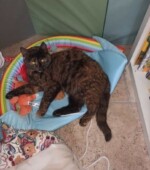 01-02-22, Katze Svg+xml,%3Csvg%20xmlns%3D%22http%3A%2F%2Fwww.w3